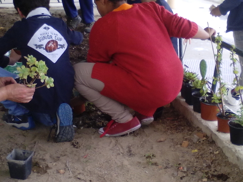 Desenvolvimento do trabalho de transplantação das plantas pelos alunos, no Clube do Ambiente da escola.